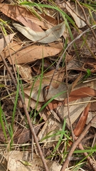 Chtonobdella limbata