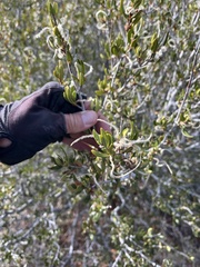 Cercocarpus ledifolius