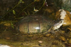 Kinosternon flavescens