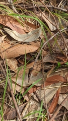 Chtonobdella limbata