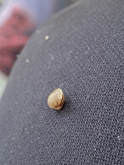 Sphaerium occidentale