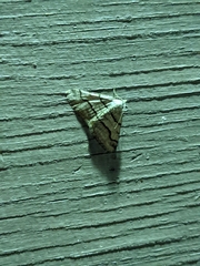 Digrammia continuata