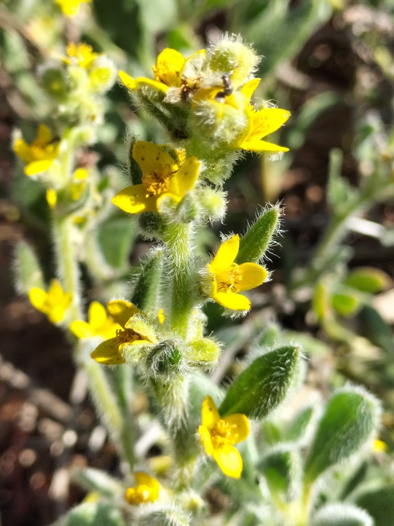 Tetragonia hirsuta