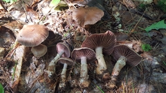 Cortinarius torvus