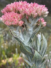 Syncarpha milleflora