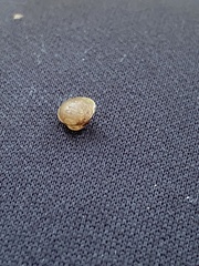 Sphaerium occidentale