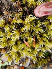 Racomitrium heterostichum