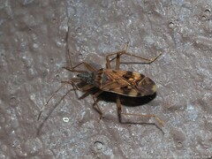 Ozophora picturata
