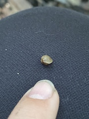 Sphaerium occidentale