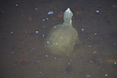 Kinosternon flavescens