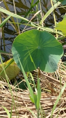 Nelumbonaceae