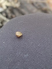 Sphaerium occidentale