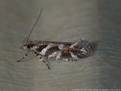 Aristotelia roseosuffusella