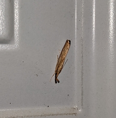 Agriphila vulgivagellus