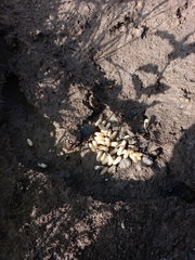 Camponotus compressus