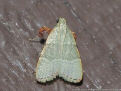 Basacallis tarachodes