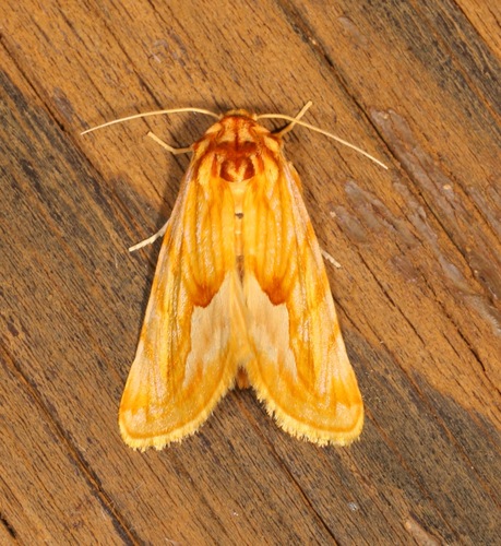 Cirrhophanus dyari photo 5
