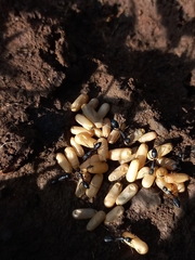 Camponotus compressus