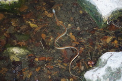 Thamnophis proximus rubrilineatus