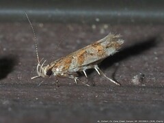 Aristotelia lespedezae