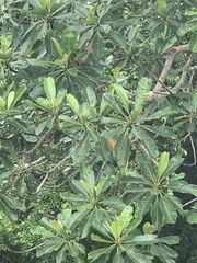 Campnosperma auriculatum