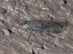 Psocidae