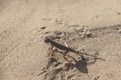 Phrynocephalus interscapularis