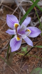 Moraea setifolia