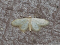 Idaea bonifata
