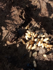 Camponotus compressus