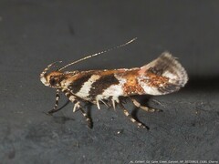 Aristotelia roseosuffusella