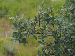 Quercus grisea