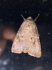 Trichordestra legitima