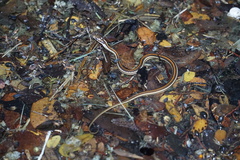 Thamnophis proximus rubrilineatus
