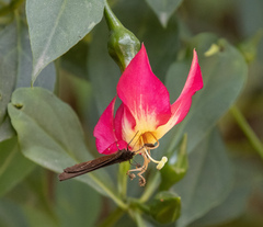 Symbolanthus australis