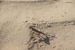 Phrynocephalus interscapularis