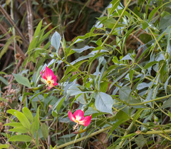 Symbolanthus australis