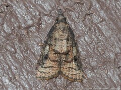 Platynota idaeusalis