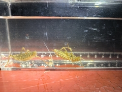 Epophthalmia elegans