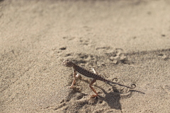 Phrynocephalus interscapularis