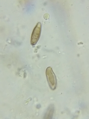 Boletus pallidus image