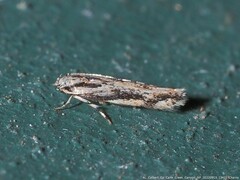 Melanocinclis lineigera