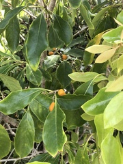 Pittosporum ferrugineum