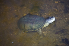 Kinosternon flavescens