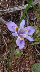 Moraea setifolia