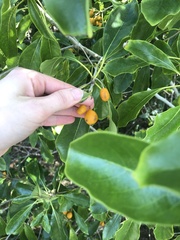 Pittosporum ferrugineum