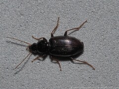 Agonum punctiforme