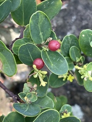 Wikstroemia retusa