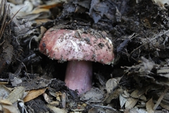Russula nothofaginea