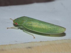 Gyponini